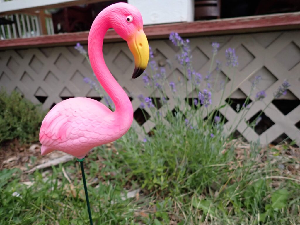 Photo of happy yard flamingo standing next to lavender!